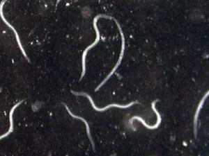 Canadian Nematodes_web