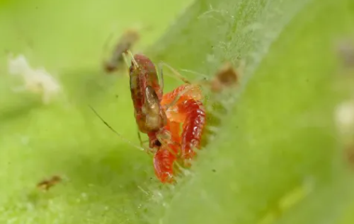 Aphidoletes Larvae