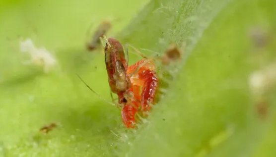 Aphidoletes Larvae