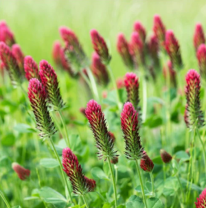 Crimson Clover