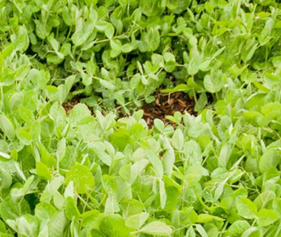 Winter Field Peas