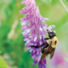 Hairy Vetch