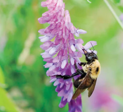 Hairy Vetch