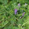 Hairy Vetch 2