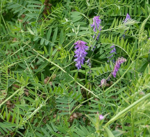 Hairy Vetch 2