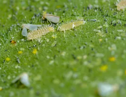 Whitefly Control