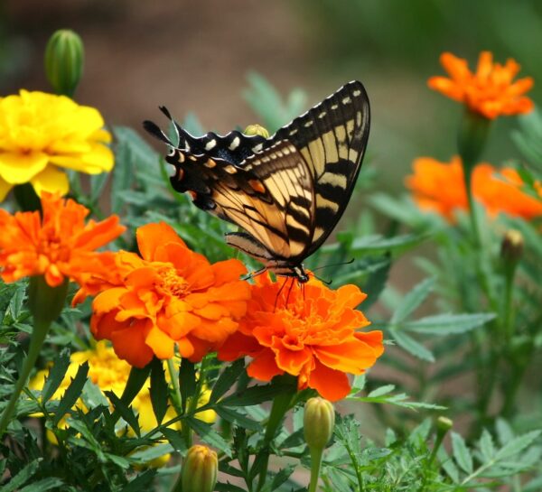 marigolds