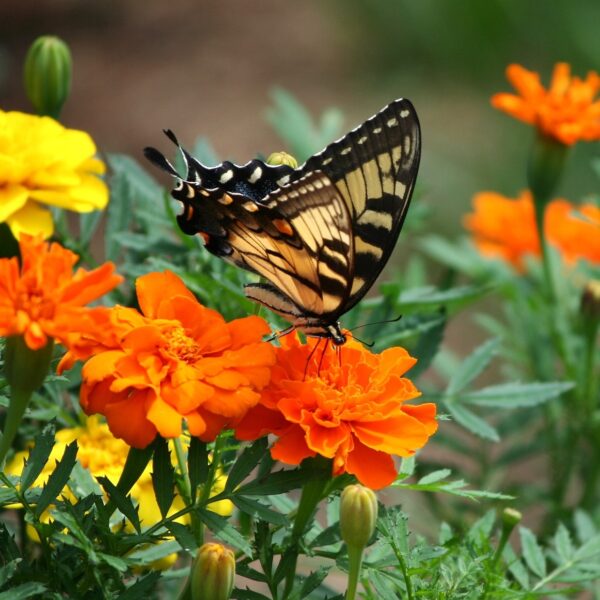 marigolds