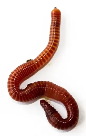 red wiggler - eisenia fetida